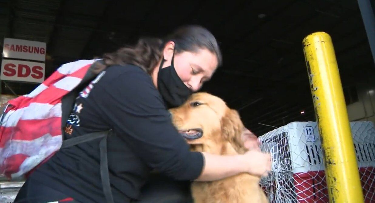 Dogs rescued